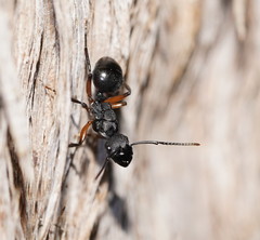 Polyrhachis femorata