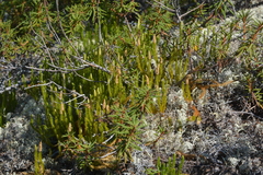 Spinulum annotinum alpestre