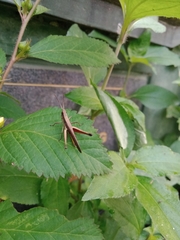 Phlaeoba fumosa
