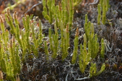 Spinulum annotinum alpestre