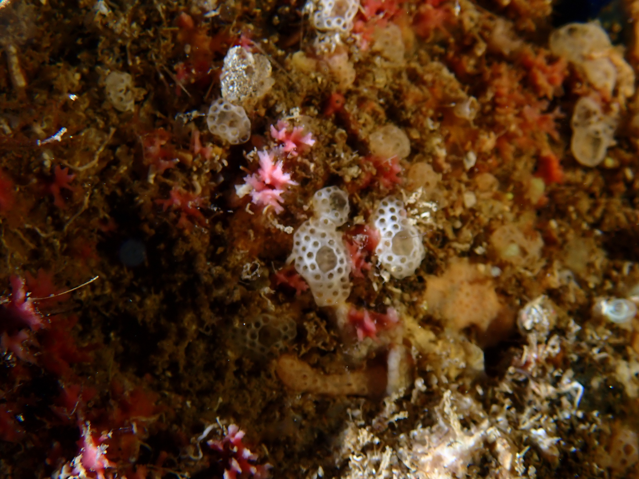 Lissoclinum perforatum (Giard, 1872)
