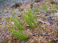 Spinulum annotinum alpestre