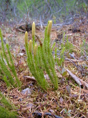 Spinulum annotinum alpestre