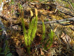 Spinulum annotinum alpestre