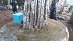 Hydnocarpus pentandrus