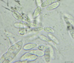 Fusarium sambucinum