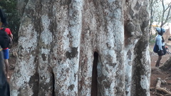 Hydnocarpus pentandrus