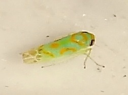 Afrasca pikna
