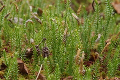 Spinulum annotinum alpestre