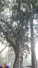 Hydnocarpus pentandrus