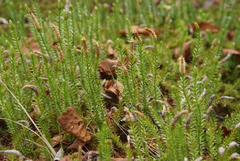 Spinulum annotinum alpestre