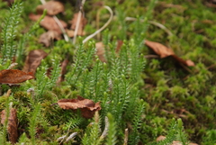 Spinulum annotinum alpestre