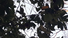 Hydnocarpus pentandrus