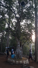 Hydnocarpus pentandrus