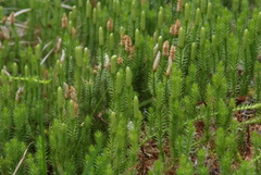 Spinulum annotinum alpestre