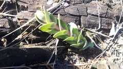 Hylotelephium maximum ruprechtii