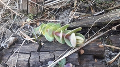 Hylotelephium maximum ruprechtii