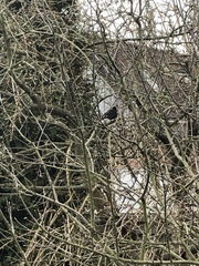 Turdus merula