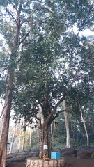 Hydnocarpus pentandrus