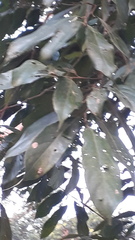 Hydnocarpus pentandrus