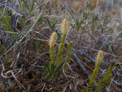 Spinulum annotinum alpestre