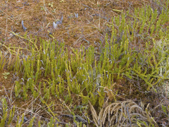 Spinulum annotinum alpestre