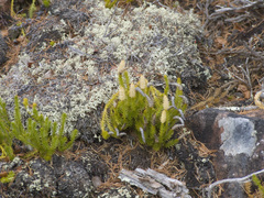 Spinulum annotinum alpestre