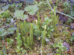 Spinulum annotinum alpestre