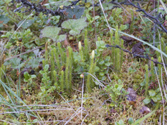 Spinulum annotinum alpestre