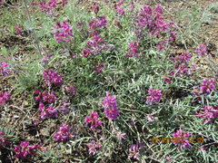 Oxytropis floribunda