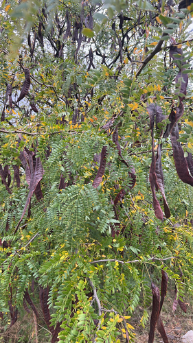 honey locust