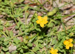Hypericum japonicum