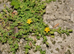 Hypericum japonicum