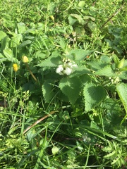Lamium album