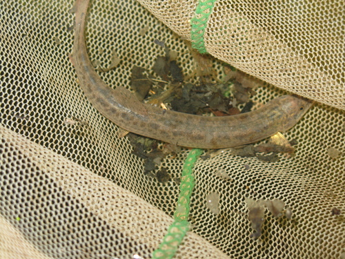 Misgurnus anguillicaudatus