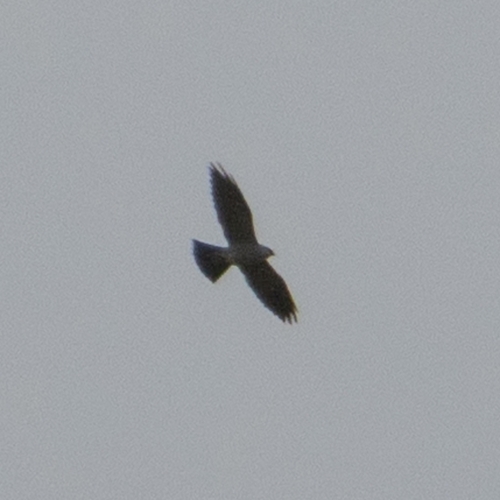 Mississippi Kite observed by cpersia