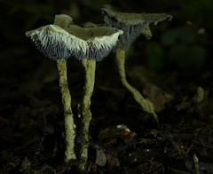 Phellodon maliensis