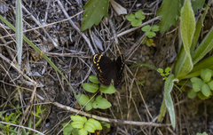 Dira clytus eurina