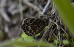 Dira clytus eurina