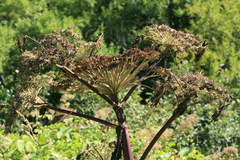 Angelica ursina