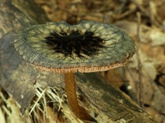 Pluteus perroseus