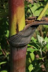 Angelica ursina