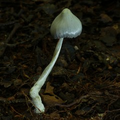 Entoloma canoconicum