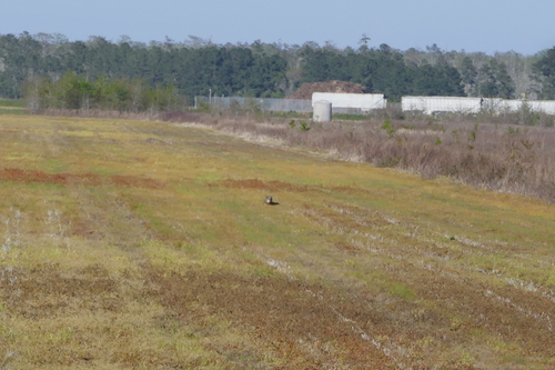 Red Wolf observed by sf_angler