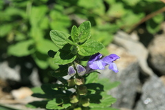 Scutellaria strigillosa