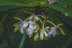 Gastrochilus obliquus