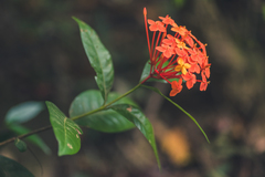 Ixora chinensis