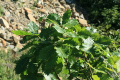 Quercus crispula