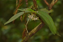 Gastrochilus obliquus
