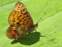 Boloria thore
